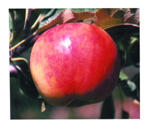 Malus domestica Sansa - Sansa Apple Malus domestica Sansa - Sansa Apple