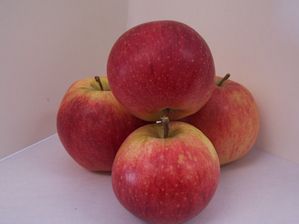 Malus domestica Sekai-Ichi Apple - Sekai-Ichi Apple Malus domestica Sekai-Ichi Apple - Sekai-Ichi Apple