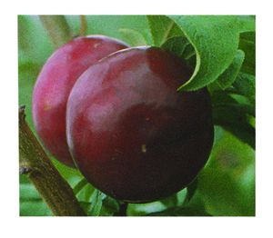 Prunus salicina Friar - Friar Japanese Plum Prunus salicina Friar - Friar Japanese Plum