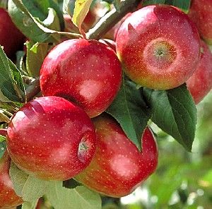 Malus domestica Sweet Sixteen - Sweet Sixteen Apple Malus domestica Sweet Sixteen - Sweet Sixteen Apple
