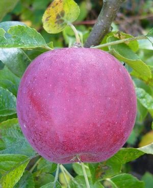 Malus domestica William's Pride - William's Pride Apple