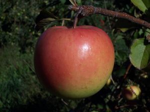 Malus domestica Grandpa's Golden Rezista® - Grandpa's Golden Rezista® Malus domestica Grandpa's Golden Rezista® - Grandpa's Golden Rezista®
