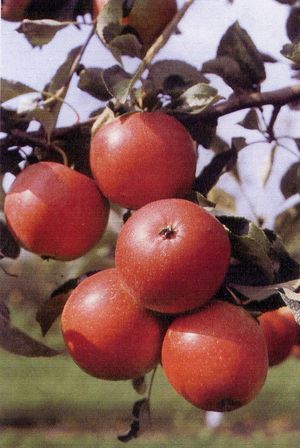 Malus domestica Grandpa's Early Red Rezista® - Grandpa's Early Red Rezista® Malus domestica Grandpa's Early Red Rezista® - Grandpa's Early Red Rezista®