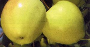 Malus domestica Ginger Gold® - Ginger Gold® Apple