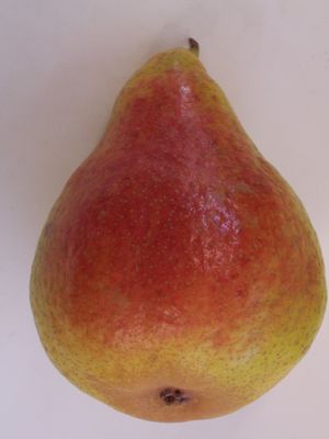 Pyrus communis Harrow Sweet - Harrow Sweet Pear