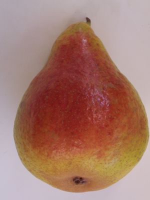 Pyrus communis Harrow Sweet - Harrow Sweet Pear Pyrus communis Harrow Sweet - Harrow Sweet Pear