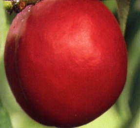 Prunus persica Firebrite - Firebrite Nectarine