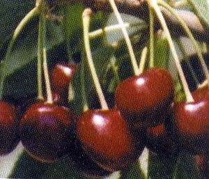 Prunus avium Hudson - Hudson Dark Sweet Cherry