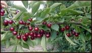 Prunus cerasus Balaton® - Balaton® Tart Cherry