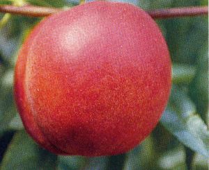 Prunus persica Hardired - Hardired Nectarine Prunus persica Hardired - Hardired Nectarine