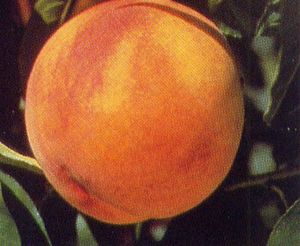 Prunus persica Veteran - Veteran Peach Prunus persica Veteran - Veteran Peach