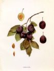 Prunus domestica Sugar - Sugar Prune Plum (European)