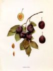 Prunus domestica Sugar - Sugar Prune Plum (European) Prunus domestica Sugar - Sugar Prune Plum (European)