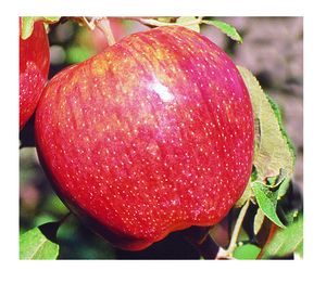 Malus domestica Cameo® - Cameo® Apple Malus domestica Cameo® - Cameo® Apple