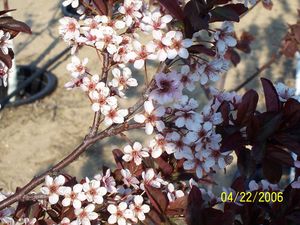 Prunus cerasifera Thundercloud - Thundercloud Flowering Plum