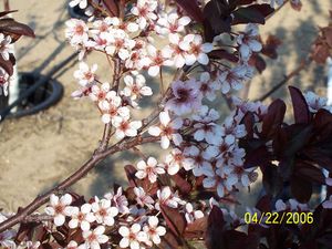Prunus cerasifera Thundercloud - Thundercloud Flowering Plum Prunus cerasifera Thundercloud - Thundercloud Flowering Plum