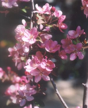Malus domestica Hopa - Hopa Edible-Ornamental Crab Malus domestica Hopa - Hopa Edible-Ornamental Crab