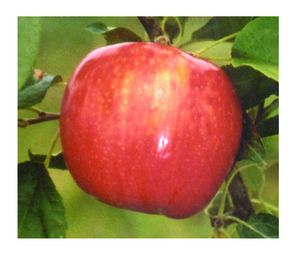 Malus domestica Honeycrisp™ - Honeycrisp™ Apple