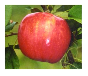 Malus domestica 'Honeycrisp' (Semi-Dwarf Apple)