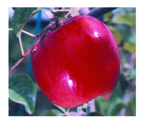 Malus domestica Auvil Early Fuji® - Fuji-Auvil Early Fuji® Apple Malus domestica Auvil Early Fuji® - Fuji-Auvil Early Fuji® Apple