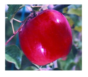 Malus domestica Auvil Early Fuji® - Fuji-Auvil Early Fuji® Apple