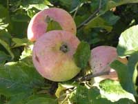 Malus domestica Goodland - Goodland Apple Malus domestica Goodland - Goodland Apple