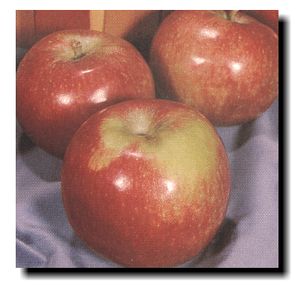 Malus domestica Norland - Norland Apple Malus domestica Norland - Norland Apple