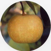 Pyrus pyrifolia New Arirang - New Arirang Pear Pyrus pyrifolia New Arirang - New Arirang Pear