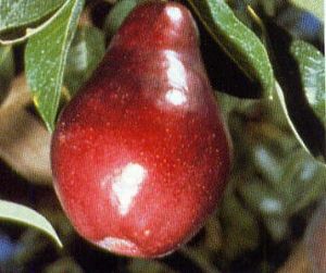 Pyrus communis Red Bartlett - Red Bartlett Pear