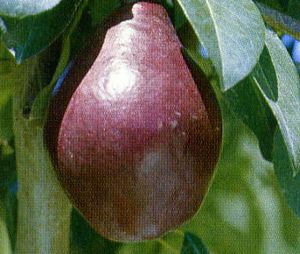 Pyrus communis Kalle - Red Clapp's Pear Pyrus communis Kalle - Red Clapp's Pear