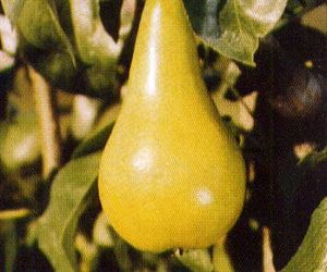 Pyrus communis Concorde - Concorde® Pear