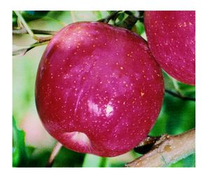 Malus domestica Fuji - Fuji-Red Fuji Apple (Regular Late Season) Malus domestica Fuji - Fuji-Red Fuji Apple (Regular Late Season)