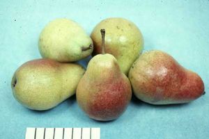 Pyrus communis Harrow Delight - Harrow Delight Pear