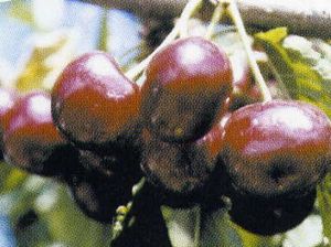 Prunus avium Rynbrandt - Grandpa's Early Black™ Sweet Cherry