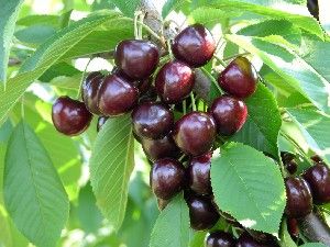 Prunus avium Kristin - Kristin Dark Sweet Cherry
