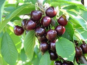 Prunus avium Kristin - Kristin Dark Sweet Cherry Prunus avium Kristin - Kristin Dark Sweet Cherry