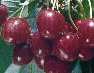 Prunus avium Sunset Bing - Sunset Bing® Dark Sweet Cherry