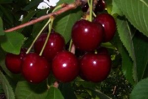Prunus avium Ulster - Ulster Dark Sweet Cherry