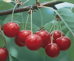 Prunus cerasus North Star - North Star Tart Cherry Prunus cerasus North Star - North Star Tart Cherry