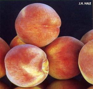 Prunus persica J.H. Hale - J. H. Hale (not self-fertile) Peach
