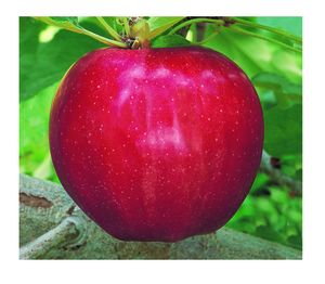 Malus domestica 'Gala' Gala-Red Gala Apple from Grandpa's Orchard