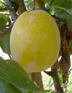 Prunus domestica Yellow Egg - Yellow Egg Plum (European)