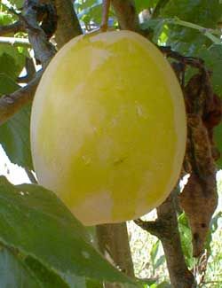 Prunus domestica Yellow Egg - Yellow Egg Plum (European) Prunus domestica Yellow Egg - Yellow Egg Plum (European)
