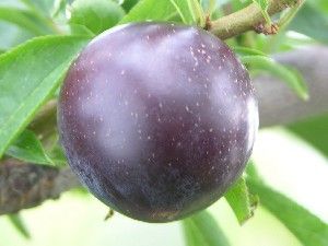 Prunus salicina Methley - Methley Japanese Plum