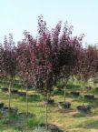 Prunus cerasifera Krauter's Vesuvius - Krauter's Vesuvius Flowering Plum Prunus cerasifera Krauter's Vesuvius - Krauter's Vesuvius Flowering Plum
