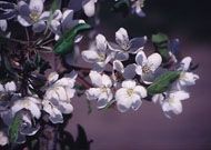 Malus z Manchurian Crab - Manchurian Flowering Crabapple Malus z Manchurian Crab - Manchurian Flowering Crabapple