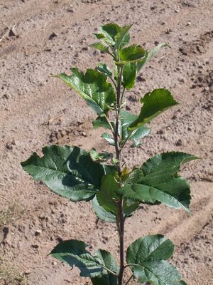 Malus rootstock EMLA 7 clonal rootstock - Malling 7 Semi-Dwarf Apple Rootstock Malus rootstock EMLA 7 clonal rootstock - Malling 7 Semi-Dwarf Apple Rootstock