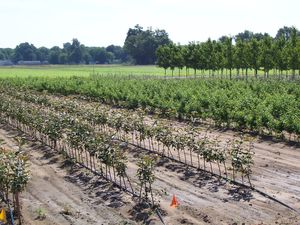 Malus rootstock Budagovsky 9 clonal rootstock - BUD 9 Dwarf Apple Rootstock