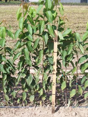 Prunus rootstock Mazzard seedling rootstock - Mazzard Standard-size Cherry Rootstock Prunus rootstock Mazzard seedling rootstock - Mazzard Standard-size Cherry Rootstock