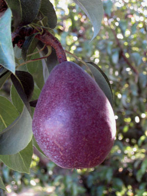 Pyrus communis Red Anjou - Red Anjou Pear Pyrus communis Red Anjou - Red Anjou Pear